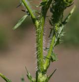 hulevník Loeselův <i>(Sisymbrium loeselii)</i>