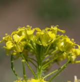 hulevník Loeselův <i>(Sisymbrium loeselii)</i>