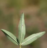 jetel alpínský <i>(Trifolium alpestre)</i> / List