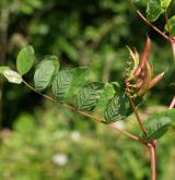 kozinec sladký <i>(Astragalus glycyphyllos)</i>