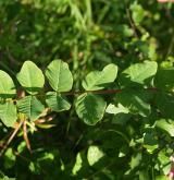 kozinec sladký <i>(Astragalus glycyphyllos)</i> / List