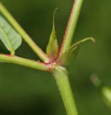 kozinec sladký <i>(Astragalus glycyphyllos)</i> / Stonek