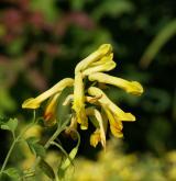 dymnivka žlutá <i>(Corydalis lutea)</i> / Květ/Květenství