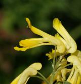 dymnivka žlutá <i>(Corydalis lutea)</i>