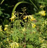 dymnivka žlutá <i>(Corydalis lutea)</i>