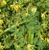 dymnivka žlutá <i>(Corydalis lutea)</i> / List