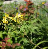 dymnivka žlutá <i>(Corydalis lutea)</i> / Květ/Květenství