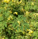 dymnivka žlutá <i>(Corydalis lutea)</i>