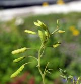 dymnivka žlutá <i>(Corydalis lutea)</i> / Plod