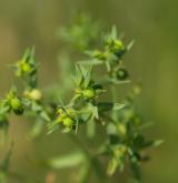 pryšec drobný <i>(Euphorbia exigua)</i>