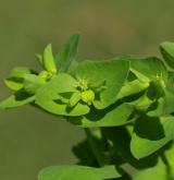 pryšec okrouhlý <i>(Euphorbia peplus)</i>