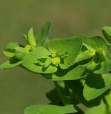 pryšec okrouhlý <i>(Euphorbia peplus)</i> / Květ/Květenství