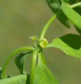 pryšec okrouhlý <i>(Euphorbia peplus)</i> / Květ/Květenství
