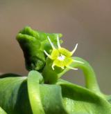 pryšec okrouhlý <i>(Euphorbia peplus)</i>