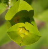 pryšec plocholistý <i>(Euphorbia platyphyllos)</i>
