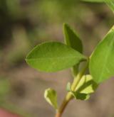 pryšec plocholistý <i>(Euphorbia platyphyllos)</i> / Květ/Květenství
