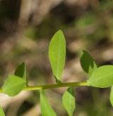 pryšec plocholistý <i>(Euphorbia platyphyllos)</i> / List
