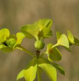 pryšec plocholistý <i>(Euphorbia platyphyllos)</i> / Květ/Květenství