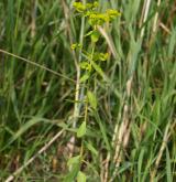 pryšec plocholistý <i>(Euphorbia platyphyllos)</i> / Habitus