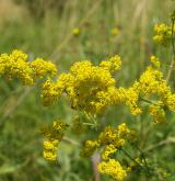 svízel syřišťový <i>(Galium verum)</i> / Květ/Květenství