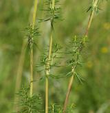 svízel syřišťový <i>(Galium verum)</i> / Habitus