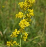 svízel syřišťový <i>(Galium verum)</i> / Květ/Květenství