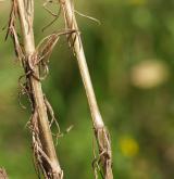 svízel syřišťový <i>(Galium verum)</i> / Stonek