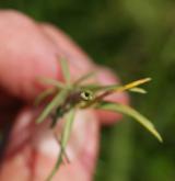 svízel syřišťový <i>(Galium verum)</i> / Stonek