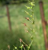 kakost maličký <i>(Geranium pusillum)</i> / Plod