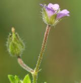 kakost maličký <i>(Geranium pusillum)</i> / Květ/Květenství