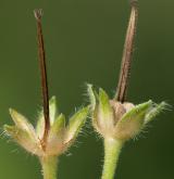 kakost maličký <i>(Geranium pusillum)</i>