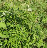 bolševník obecný <i>(Heracleum sphondylium)</i>