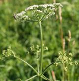 bolševník obecný <i>(Heracleum sphondylium)</i>