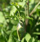 bolševník obecný <i>(Heracleum sphondylium)</i> / List