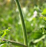 bolševník obecný <i>(Heracleum sphondylium)</i> / Stonek