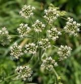 bolševník obecný <i>(Heracleum sphondylium)</i> / Květ/Květenství