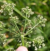 bolševník obecný <i>(Heracleum sphondylium)</i>