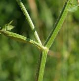 bolševník obecný <i>(Heracleum sphondylium)</i> / Stonek