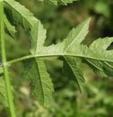 bolševník obecný <i>(Heracleum sphondylium)</i> / List