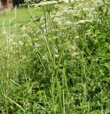 bolševník obecný <i>(Heracleum sphondylium)</i>