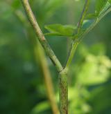 krabilice zápašná <i>(Chaerophyllum aromaticum)</i> / Stonek