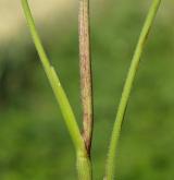 krabilice zápašná <i>(Chaerophyllum aromaticum)</i> / Stonek