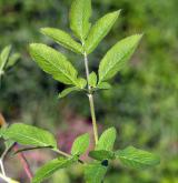 krabilice zápašná <i>(Chaerophyllum aromaticum)</i> / List