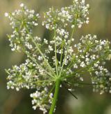 krabilice zápašná <i>(Chaerophyllum aromaticum)</i> / Květ/Květenství