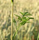 krabilice zápašná <i>(Chaerophyllum aromaticum)</i> / Habitus