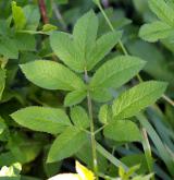 krabilice zápašná <i>(Chaerophyllum aromaticum)</i> / List