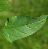 merlík mnohosemenný <i>(Chenopodium polyspermum)</i>