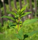 merlík mnohosemenný <i>(Chenopodium polyspermum)</i>