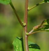 merlík mnohosemenný <i>(Chenopodium polyspermum)</i>