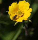 kuklík horský <i>(Geum montanum)</i> / Květ/Květenství